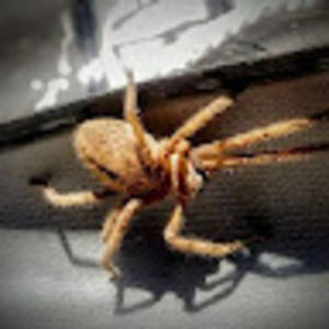 Meet your Posher, Ell